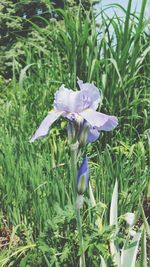 Close-up of purple flowers blooming in field