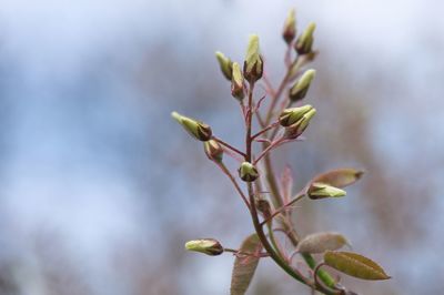 Close-up of flowering plant