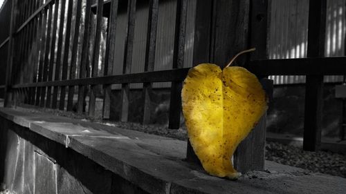 Close-up of pumpkin against wooden wall