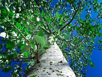 Low angle view of tree against blue sky