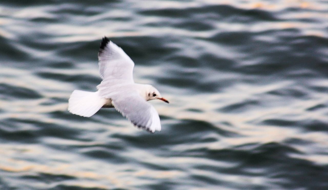 animal themes, animal, bird, animal wildlife, wildlife, flying, one animal, spread wings, water, gull, seabird, motion, sea, no people, animal body part, white, seagull, nature, beak, wing, mid-air, day, animal wing, outdoors, european herring gull, beauty in nature, rippled