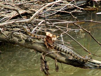 Close-up of snake on branch