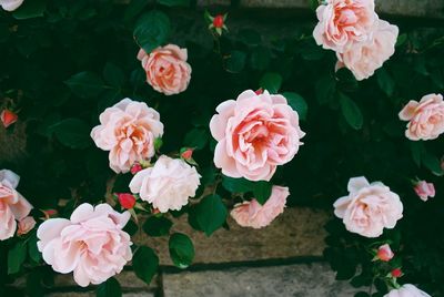 Roses growing at park