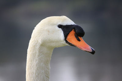 Close-up of swan