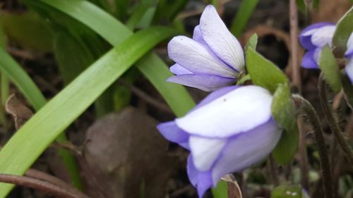 Close-up of purple crocus blooming outdoors