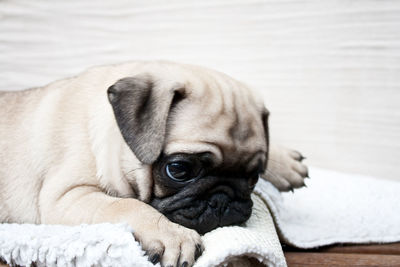 Close-up portrait of pug