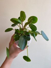 Midsection of person holding plant