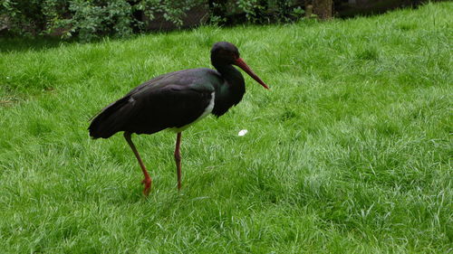 Side view of bird in field