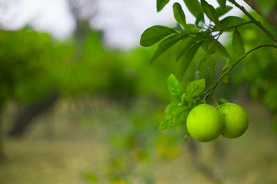 Close-up of fruits on tree