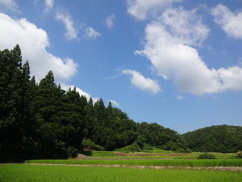 Trees on field against sky