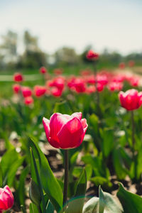 Close-up of red poppy flowers