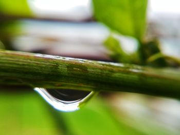 Close-up of green leaf