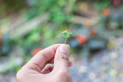 Close-up of hand holding leaf