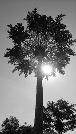 Sun shining through trees