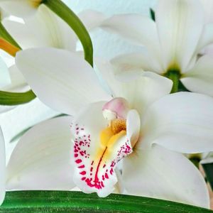 Close-up of white day lily blooming outdoors