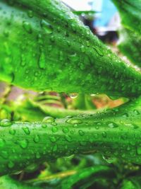 Close-up of raindrops on leaf