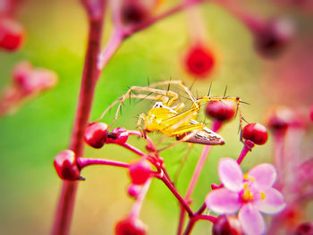 Close-up of insect pollinating on flower