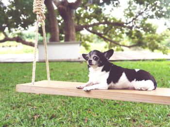 Little dog enjoying the great weather on the swing 