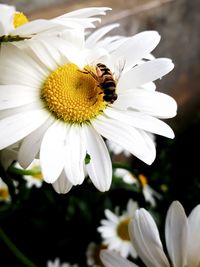 Close-up of insect on white flower