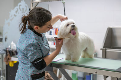 Nice groomer cleaning a small dog ona grooming salon