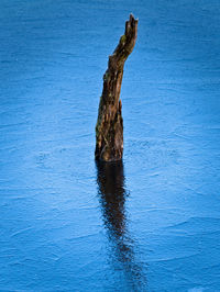 Driftwood on tree trunk by sea