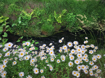 High angle view of flowering plants on field