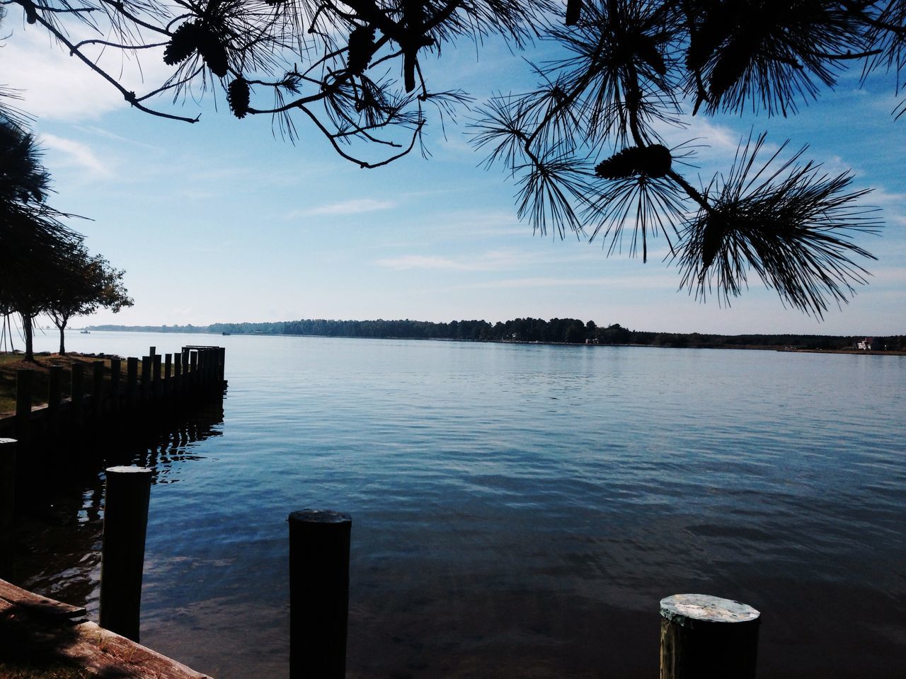 Pine tree by water