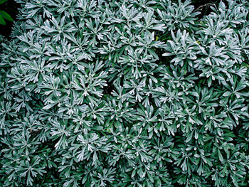 Full frame shot of plants growing on land