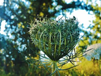 Low angle view of flowering plant