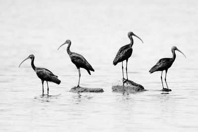 Glossy ibises stand in the middle of a lake in the midday