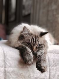 Cat resting on bed at home