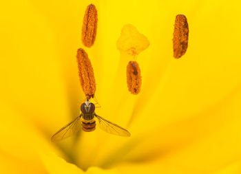 Close-up of insect on yellow flower