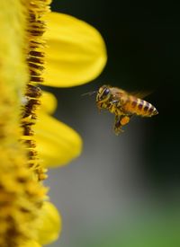 Close-up of bee pollinating on yellow flower