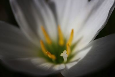 Close-up of flower blooming outdoors