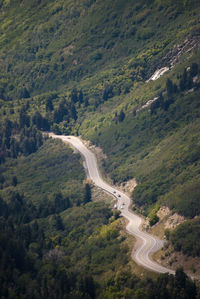 High angle view of road amidst trees in forest