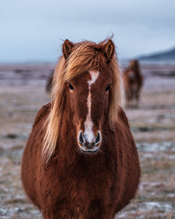 Horse standing on field