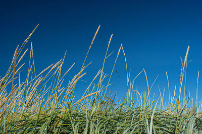 Close-up of stalks against blue sky