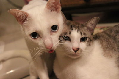 Close-up portrait of a cat