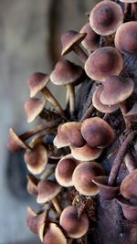 Close-up of mushrooms growing outdoors