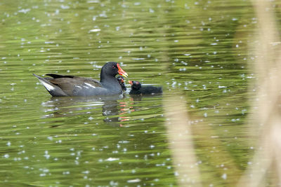 Ducks swimming in lake