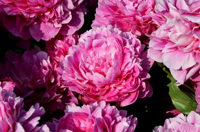 Full frame shot of pink roses