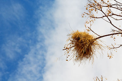 Low angle view of flowering tree against sky