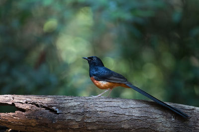 Side view of white-rumped shama perching on branch at forest