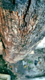 Close-up of tree trunk