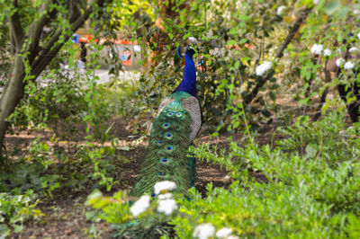 Close-up of peacock by tree