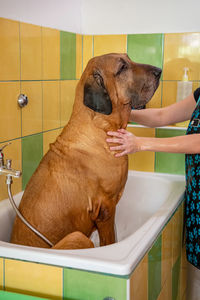 Dog looking away in bathroom