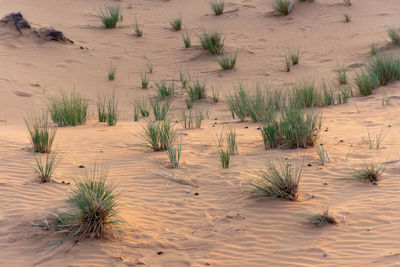 High angle view of trees on sand