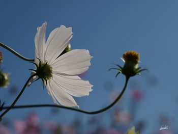 Close-up of fresh flower against clear sky