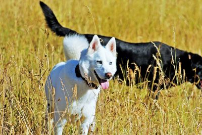 View of dog on field