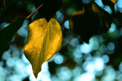 Close-up of yellow leaves on plant